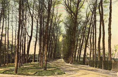 14463 Gezicht in de Poppellaan met rijen bomen te Soest.